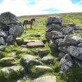 A pony by the settlement entrance, Badger's Holt and Bronze-Age Grimspound, Dartmoor, Devon - 10th August 2016