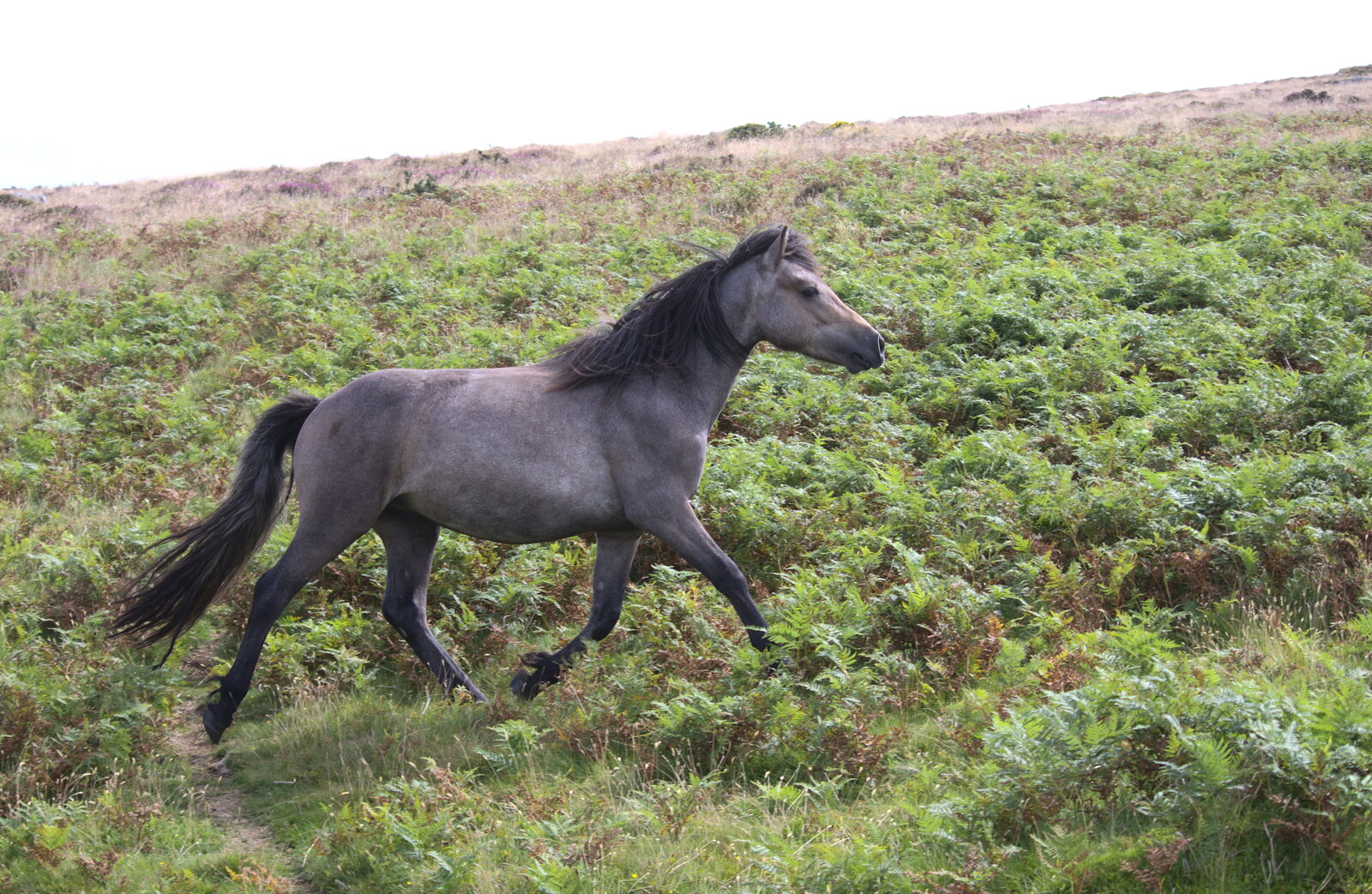 A Dartmoor pony runs by from Badger's Holt and Bronze-Age Grimspound, Dartmoor, Devon - 10th August 2016