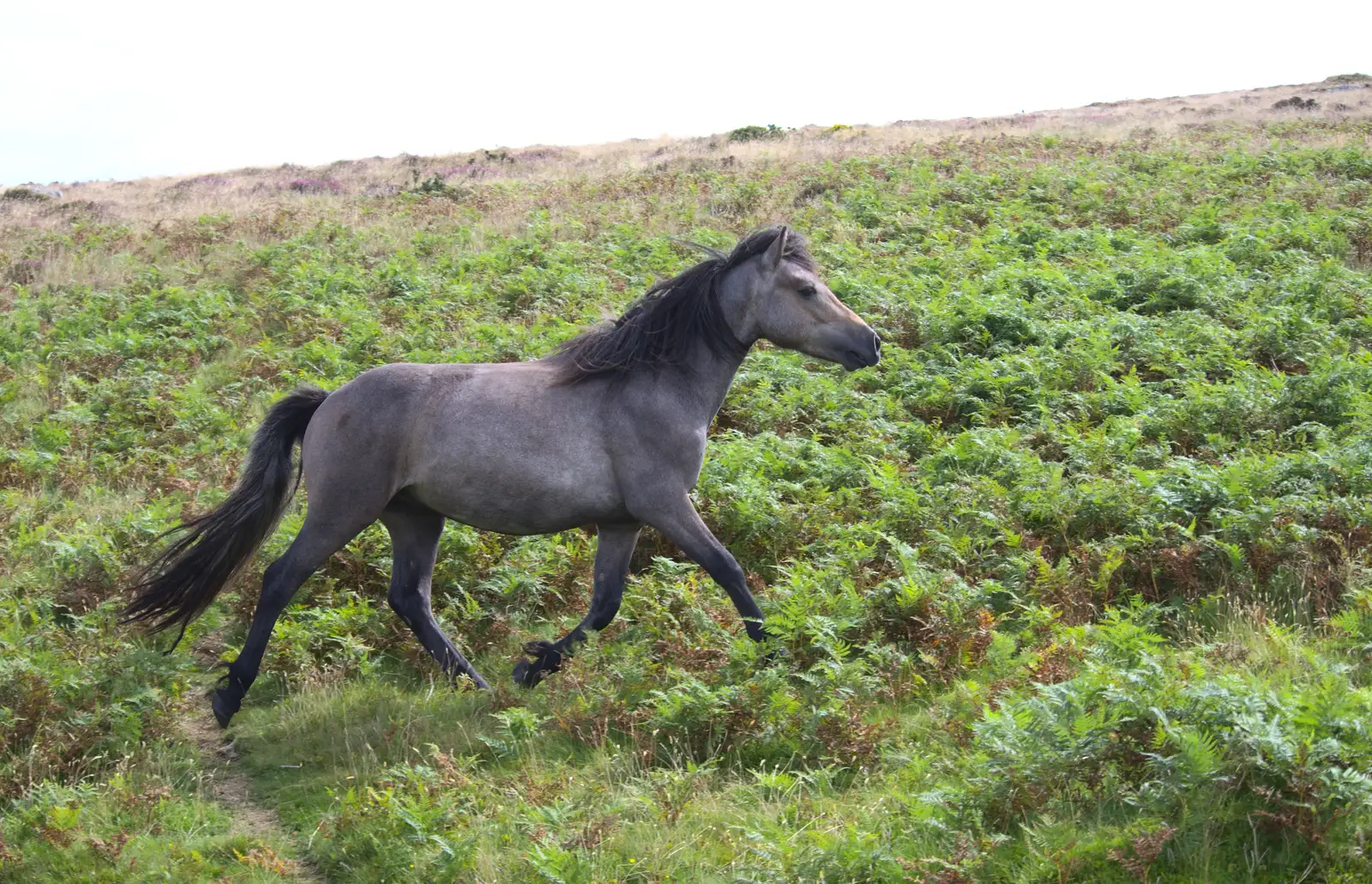 A Dartmoor pony runs by, from Badger's Holt and Bronze-Age Grimspound, Dartmoor, Devon - 10th August 2016