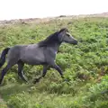 A Dartmoor pony runs by, Badger's Holt and Bronze-Age Grimspound, Dartmoor, Devon - 10th August 2016