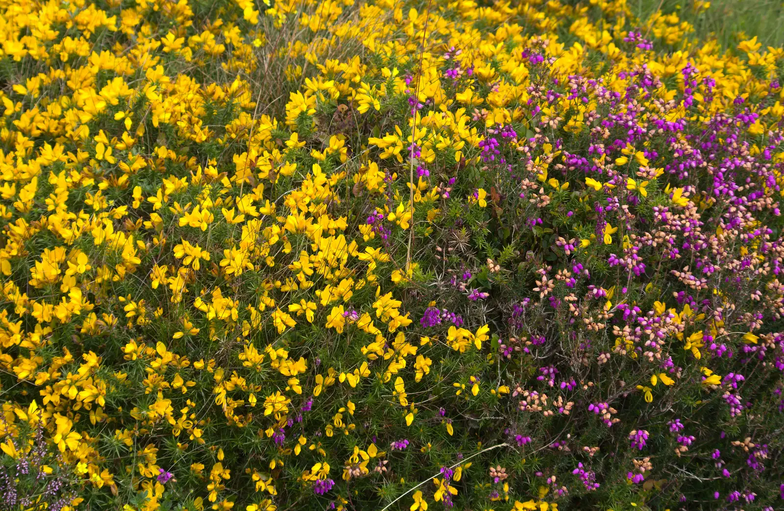 Yellow gorse and purple heather, from Badger's Holt and Bronze-Age Grimspound, Dartmoor, Devon - 10th August 2016