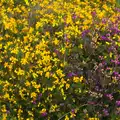 Yellow gorse and purple heather, Badger's Holt and Bronze-Age Grimspound, Dartmoor, Devon - 10th August 2016