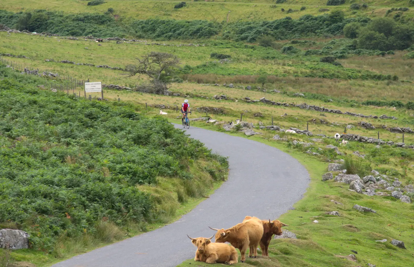 Longhorn or Highland cattle on the road, from Badger's Holt and Bronze-Age Grimspound, Dartmoor, Devon - 10th August 2016