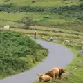 Longhorn or Highland cattle on the road, Badger's Holt and Bronze-Age Grimspound, Dartmoor, Devon - 10th August 2016