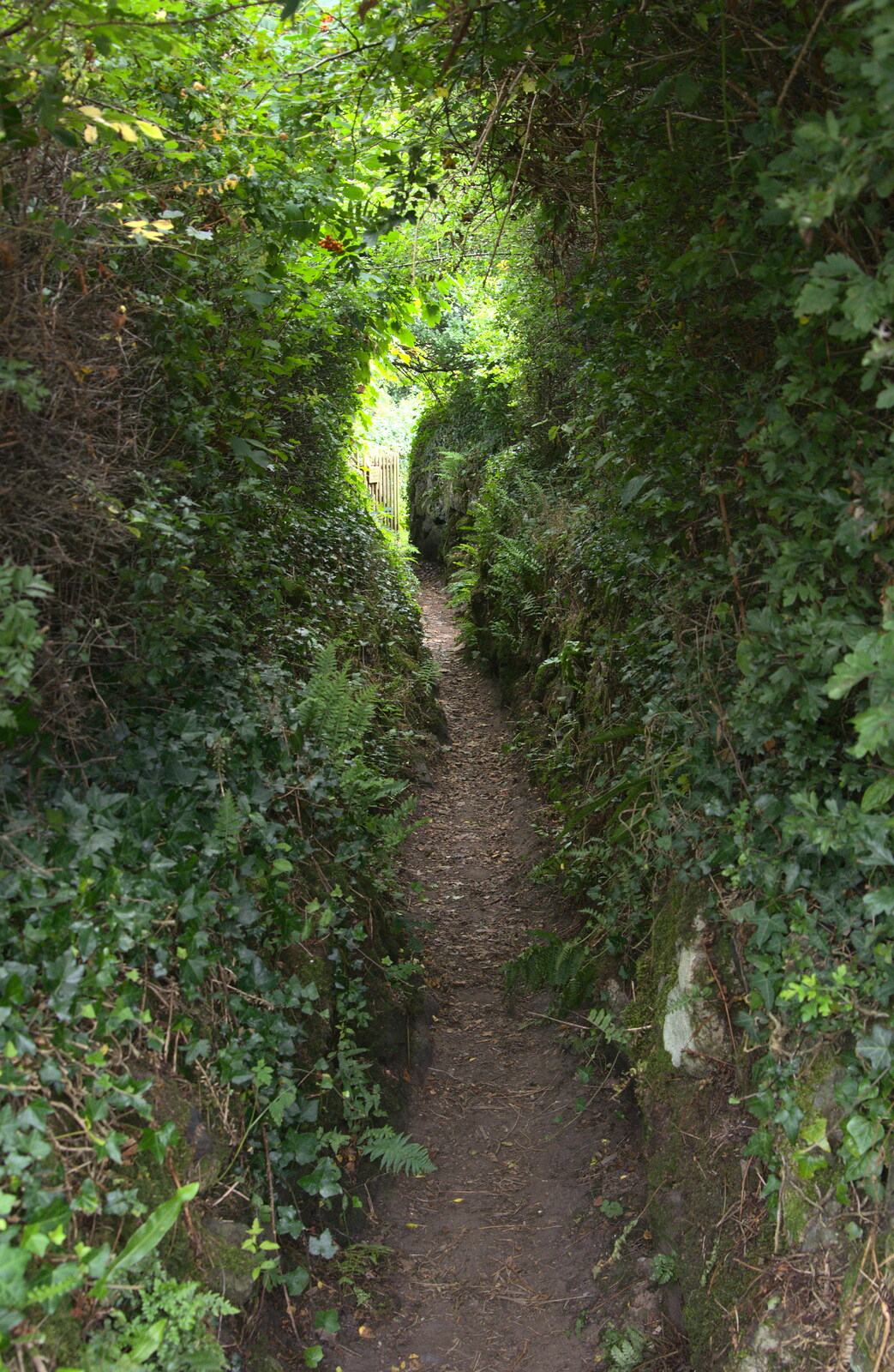 A leafy narrow path from Finch's Foundry and Lydford Gorge, Dartmoor, Devon - 12th August 2016