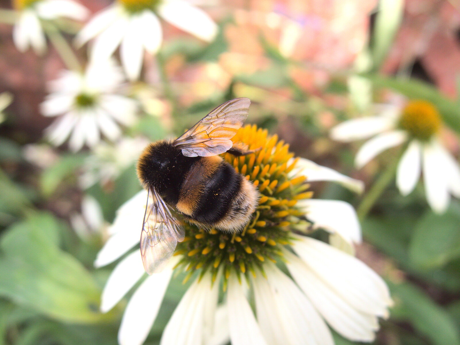 A Bumble Bee does its thing from A Trip to the New Office, Paddington, London - 18th August 2016