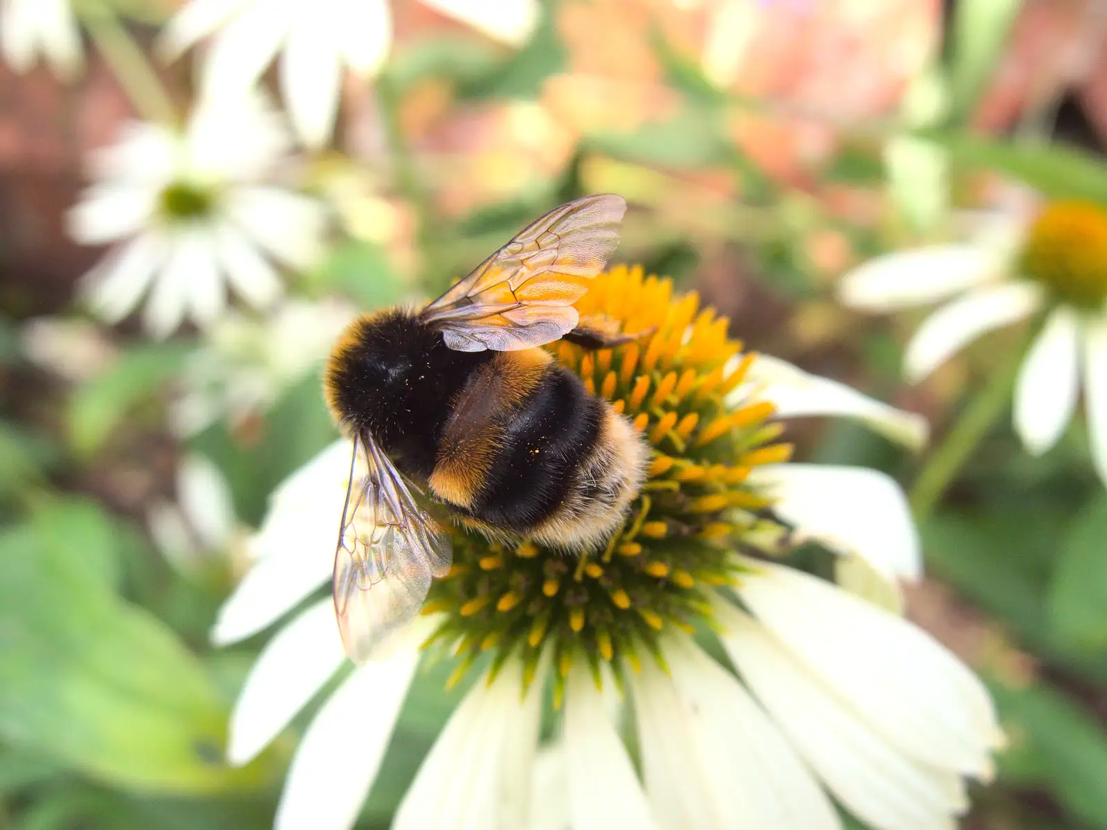 A Bumble Bee does its thing, from A Trip to the New Office, Paddington, London - 18th August 2016