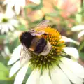 A Bumble Bee does its thing, A Trip to the New Office, Paddington, London - 18th August 2016