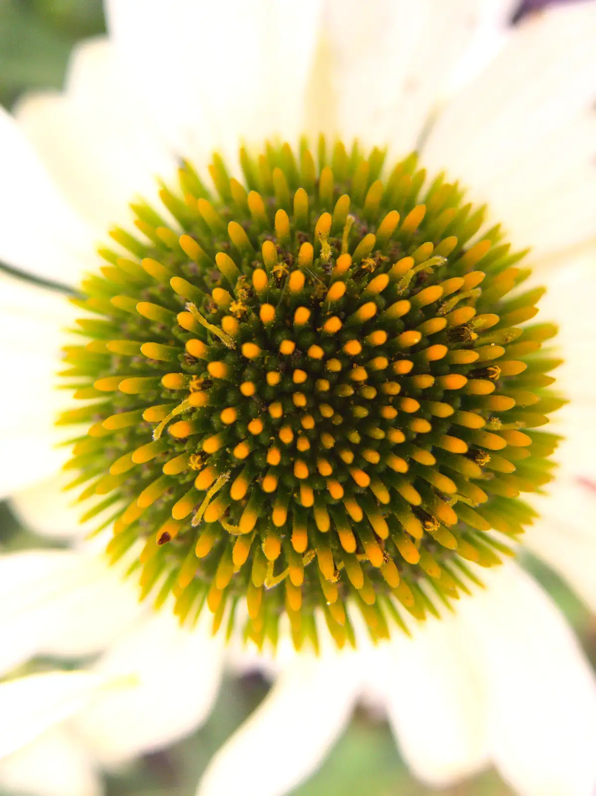 The heart of a flower, from A Trip to the New Office, Paddington, London - 18th August 2016