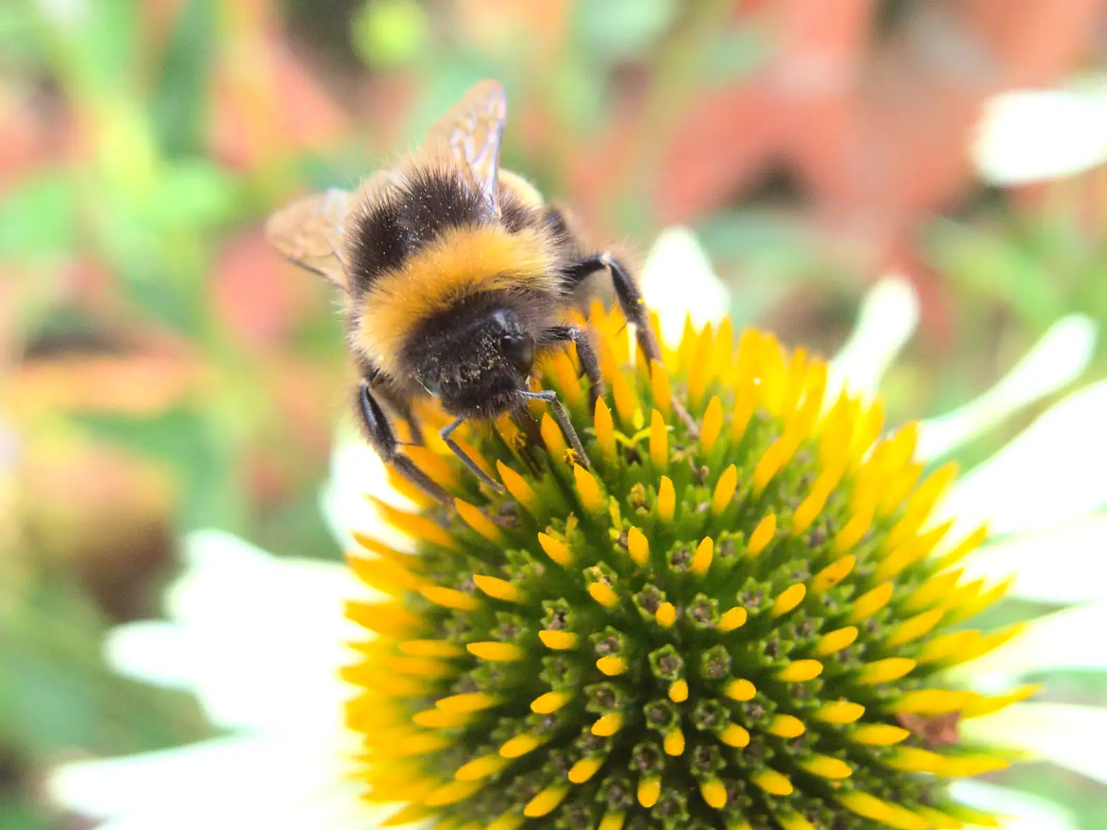 A close-up bumblebee, from A Trip to the New Office, Paddington, London - 18th August 2016