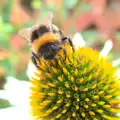 A close-up bumblebee, A Trip to the New Office, Paddington, London - 18th August 2016