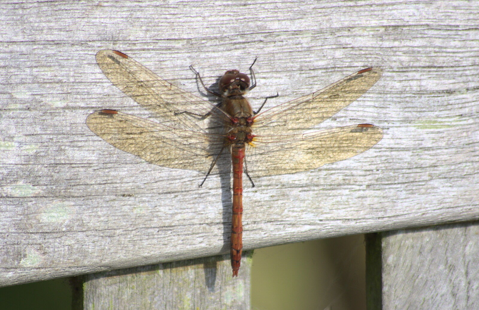 A big dragonfly lands on the bench from A Trip to Waxham Sands,  Horsey, Norfolk - 27th August 2016