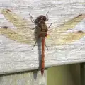 A big dragonfly lands on the bench, A Trip to Waxham Sands,  Horsey, Norfolk - 27th August 2016