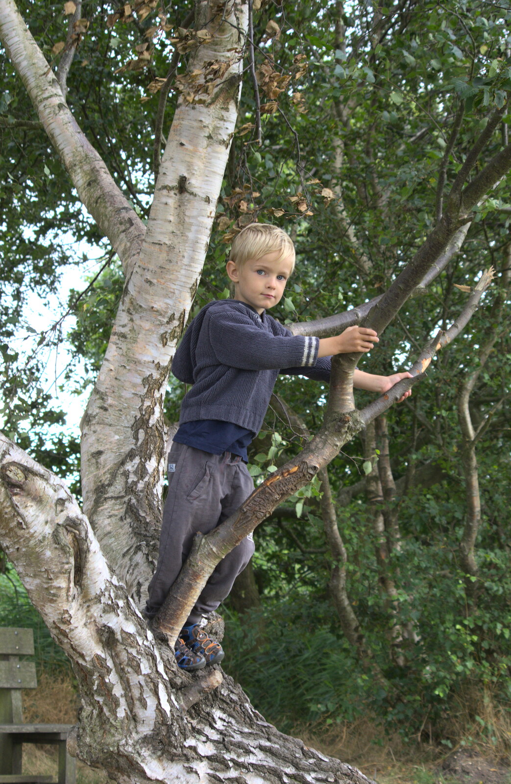 Harry's up a tree now from A Trip to Waxham Sands,  Horsey, Norfolk - 27th August 2016