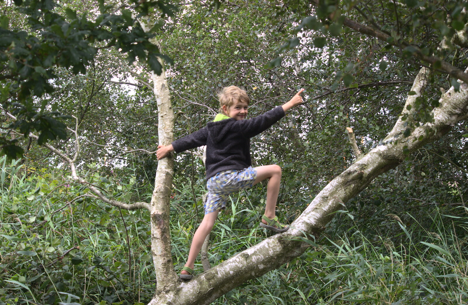 Fred stands up a tree and points from A Trip to Waxham Sands,  Horsey, Norfolk - 27th August 2016