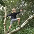 Fred stands up a tree and points, A Trip to Waxham Sands,  Horsey, Norfolk - 27th August 2016