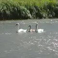 Swans on Horsey Mere, A Trip to Waxham Sands,  Horsey, Norfolk - 27th August 2016