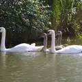 A family of swans, A Trip to Waxham Sands,  Horsey, Norfolk - 27th August 2016