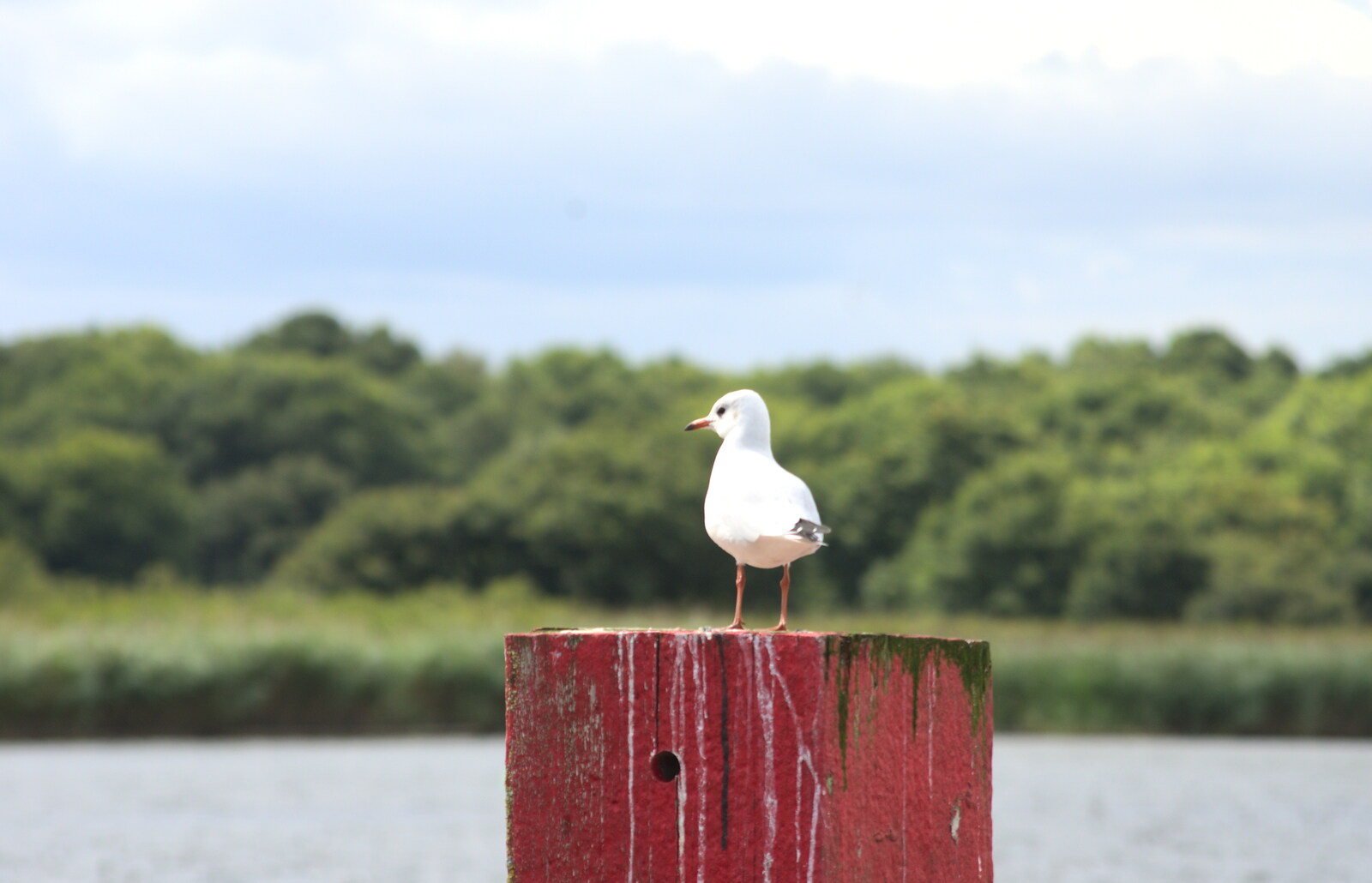 A gull perches on a post from A Trip to Waxham Sands,  Horsey, Norfolk - 27th August 2016