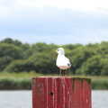 A Trip to Waxham Sands,  Horsey, Norfolk - 27th August 2016, A gull perches on a post
