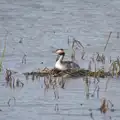 There's a second nesting session from a Grebe, A Trip to Waxham Sands,  Horsey, Norfolk - 27th August 2016