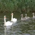 A pair of swans followed by offspring, A Trip to Waxham Sands,  Horsey, Norfolk - 27th August 2016