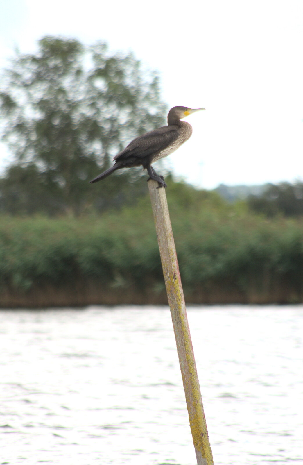 The cormorant on a post from A Trip to Waxham Sands,  Horsey, Norfolk - 27th August 2016
