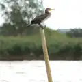 The cormorant on a post, A Trip to Waxham Sands,  Horsey, Norfolk - 27th August 2016