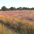 Purple heather on Wortham Ling, Swordfights at Norwich Castle, Norwich, Norfolk - 31st August 2016