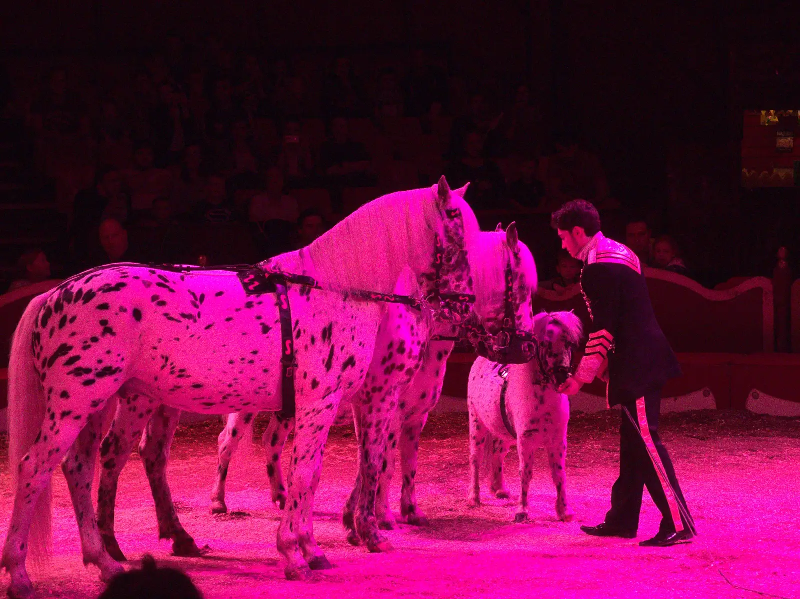 Spotty horses, from Sion Hill and Blackrock for the Day, Dublin, Ireland - 17th September 2016