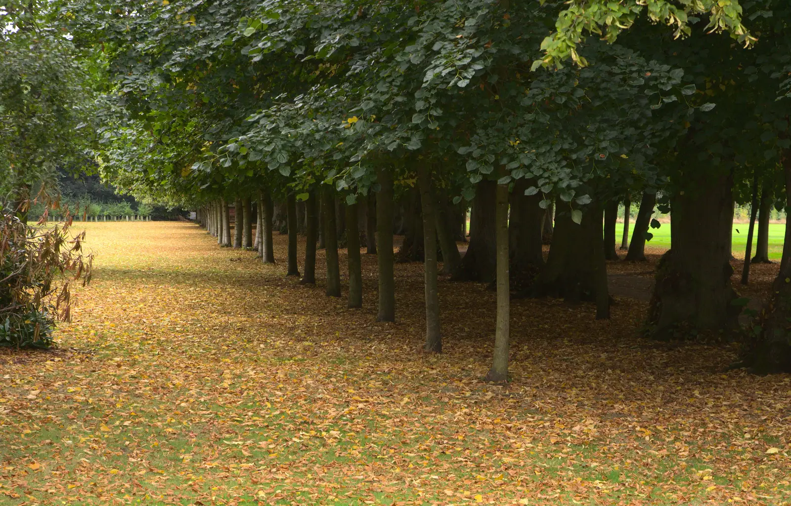 Autumn leaves back home at Brome, from Sion Hill and Blackrock for the Day, Dublin, Ireland - 17th September 2016