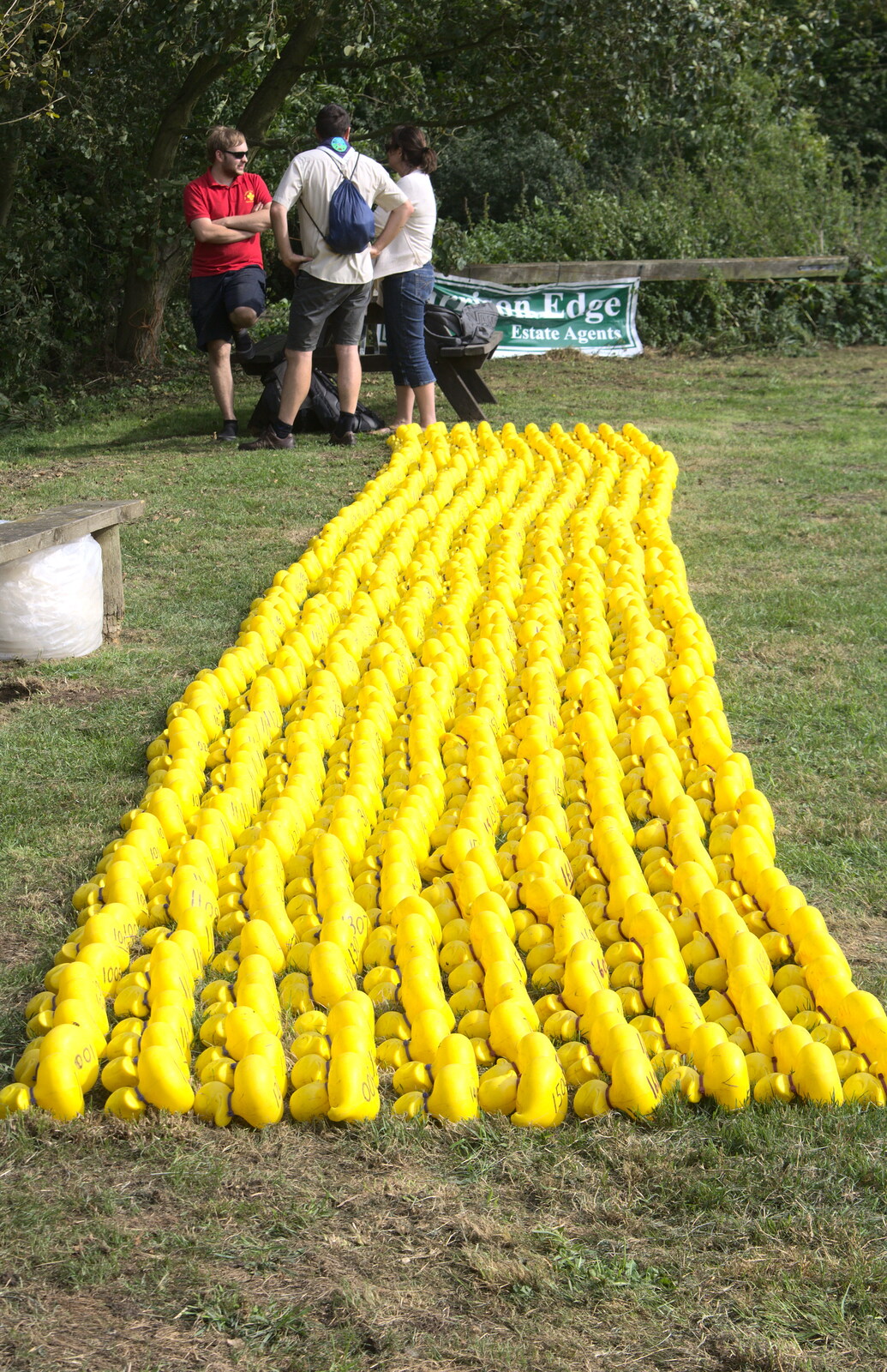 One or two rubber ducks down at the Pennings from The Eye Scouts Duck Race, The Pennings, Eye, Suffolk - 24th September 2016