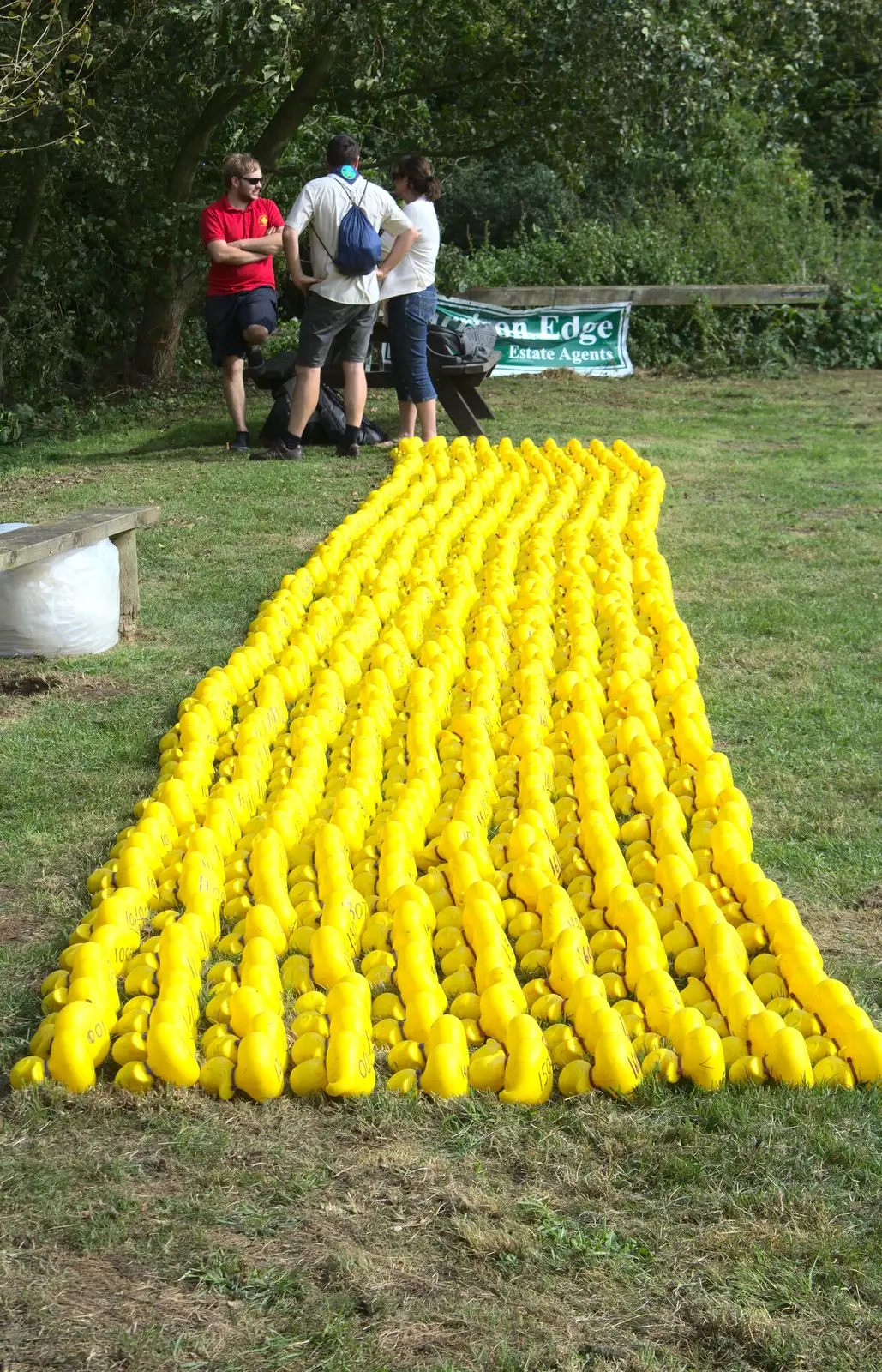 One or two rubber ducks down at the Pennings, from The Eye Scouts Duck Race, The Pennings, Eye, Suffolk - 24th September 2016