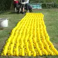 One or two rubber ducks down at the Pennings, The Eye Scouts Duck Race, The Pennings, Eye, Suffolk - 24th September 2016