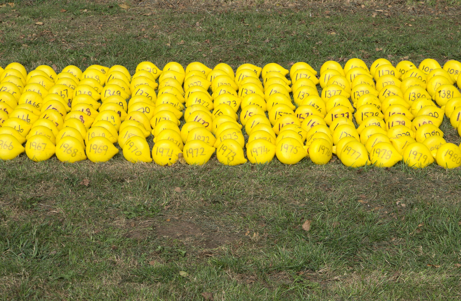 Numbered ducks from The Eye Scouts Duck Race, The Pennings, Eye, Suffolk - 24th September 2016