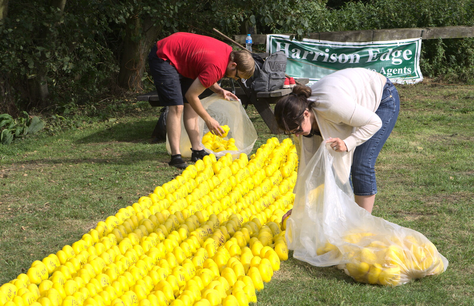 The ducks are collected up from The Eye Scouts Duck Race, The Pennings, Eye, Suffolk - 24th September 2016