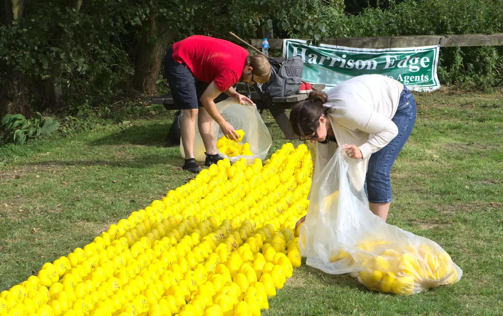 The ducks are collected up, from The Eye Scouts Duck Race, The Pennings, Eye, Suffolk - 24th September 2016