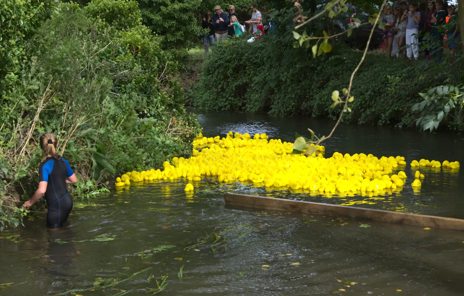 The ducks drift downstream, from The Eye Scouts Duck Race, The Pennings, Eye, Suffolk - 24th September 2016