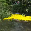 The ducks drift downstream, The Eye Scouts Duck Race, The Pennings, Eye, Suffolk - 24th September 2016