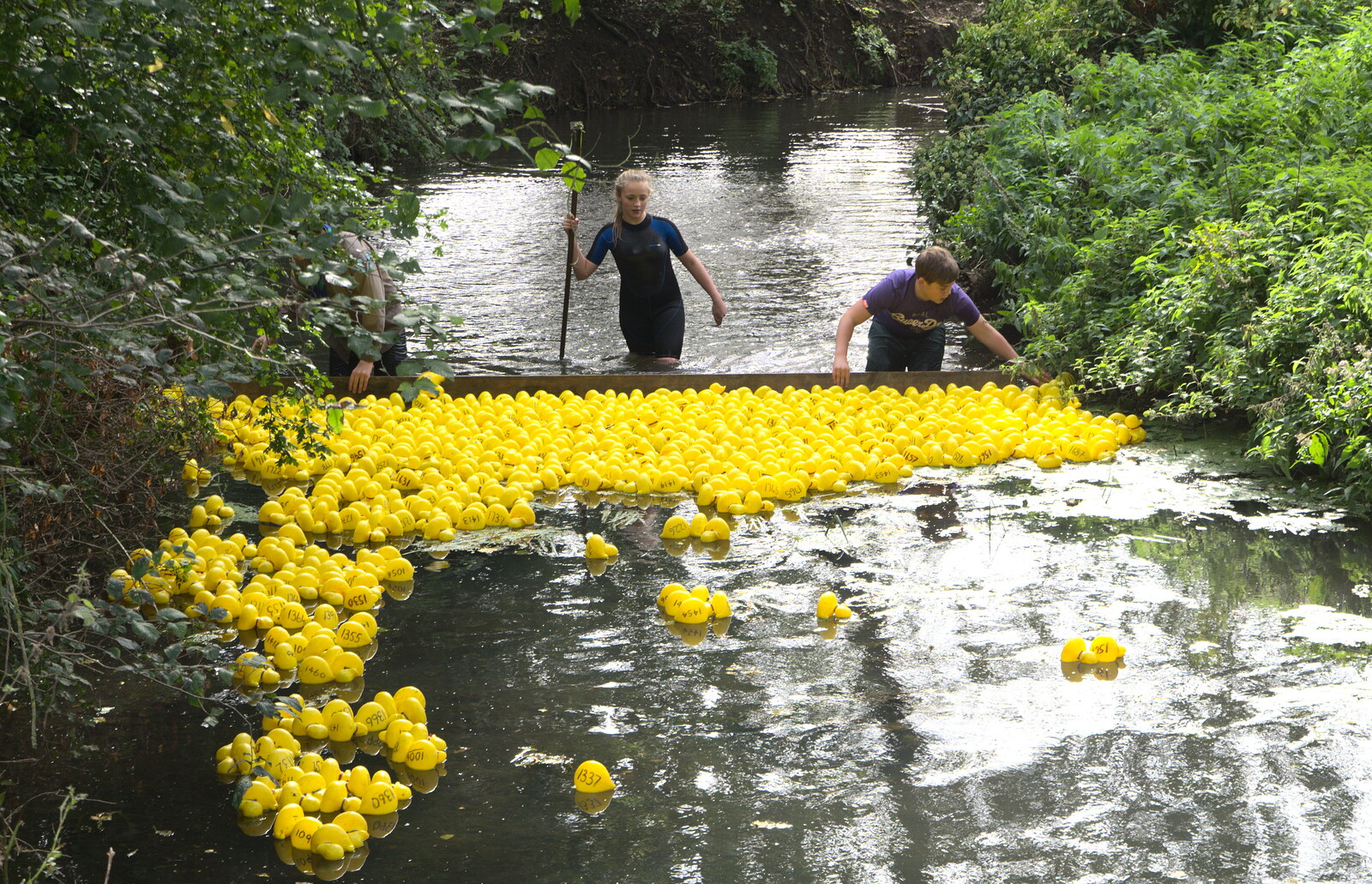 The ducks are helped along from The Eye Scouts Duck Race, The Pennings, Eye, Suffolk - 24th September 2016