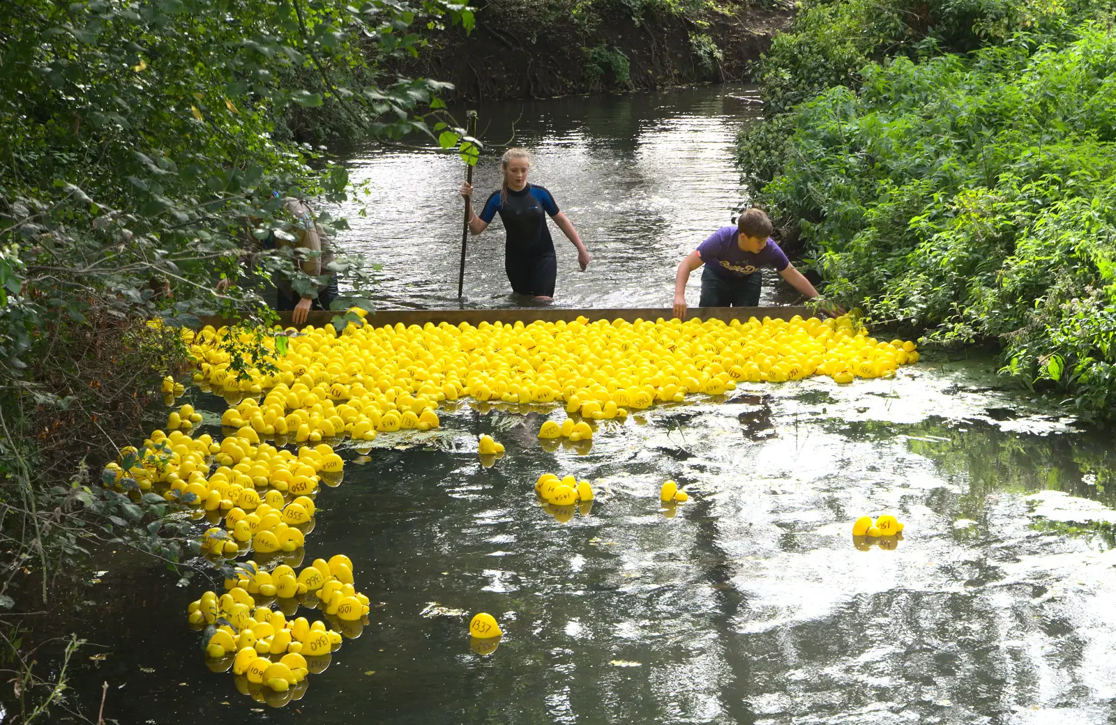 The ducks are helped along, from The Eye Scouts Duck Race, The Pennings, Eye, Suffolk - 24th September 2016