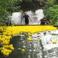 The ducks are helped along, The Eye Scouts Duck Race, The Pennings, Eye, Suffolk - 24th September 2016