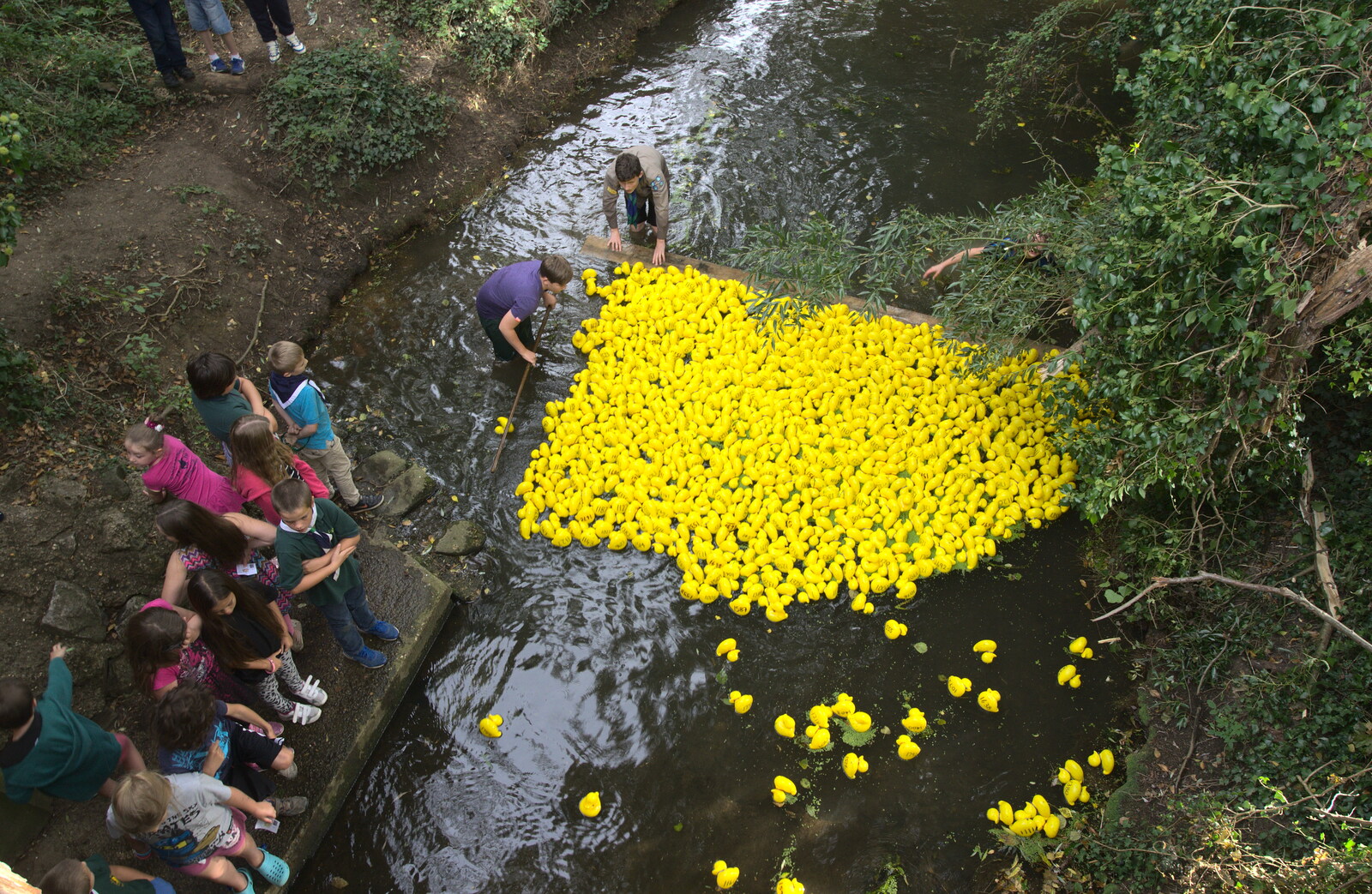 The pack of ducks moves up to the finish from The Eye Scouts Duck Race, The Pennings, Eye, Suffolk - 24th September 2016