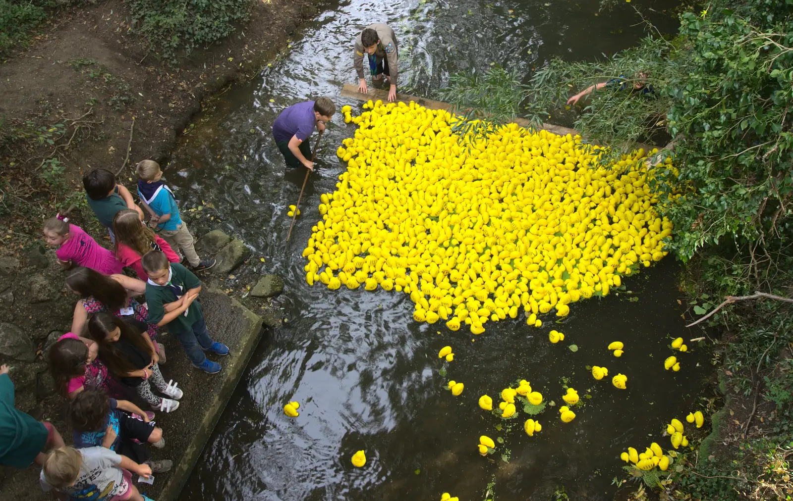 The pack of ducks moves up to the finish, from The Eye Scouts Duck Race, The Pennings, Eye, Suffolk - 24th September 2016