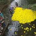 The pack of ducks moves up to the finish, The Eye Scouts Duck Race, The Pennings, Eye, Suffolk - 24th September 2016