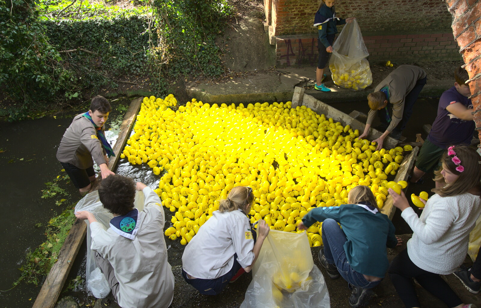 The ducks are all picked out of the river from The Eye Scouts Duck Race, The Pennings, Eye, Suffolk - 24th September 2016