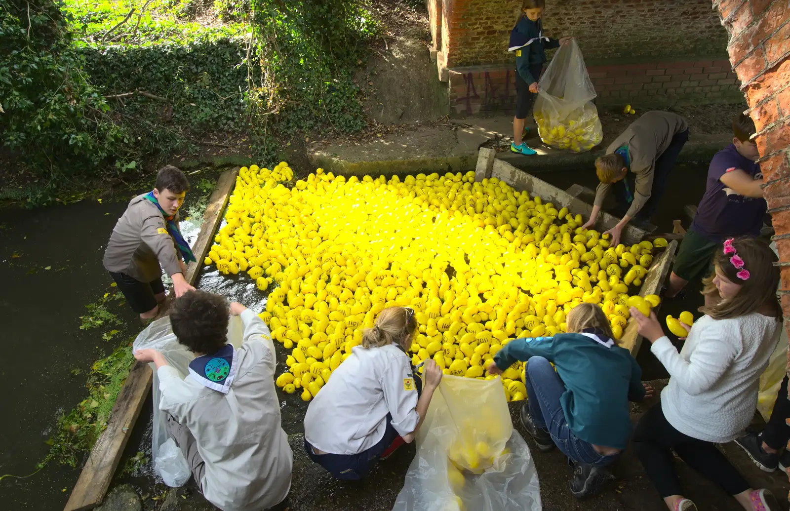 The ducks are all picked out of the river, from The Eye Scouts Duck Race, The Pennings, Eye, Suffolk - 24th September 2016