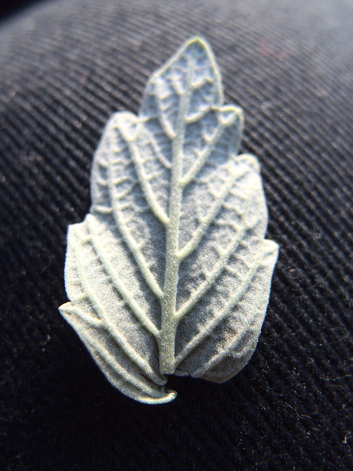 A silvery leaf from An October Miscellany, Suffolk - 8th October 2016