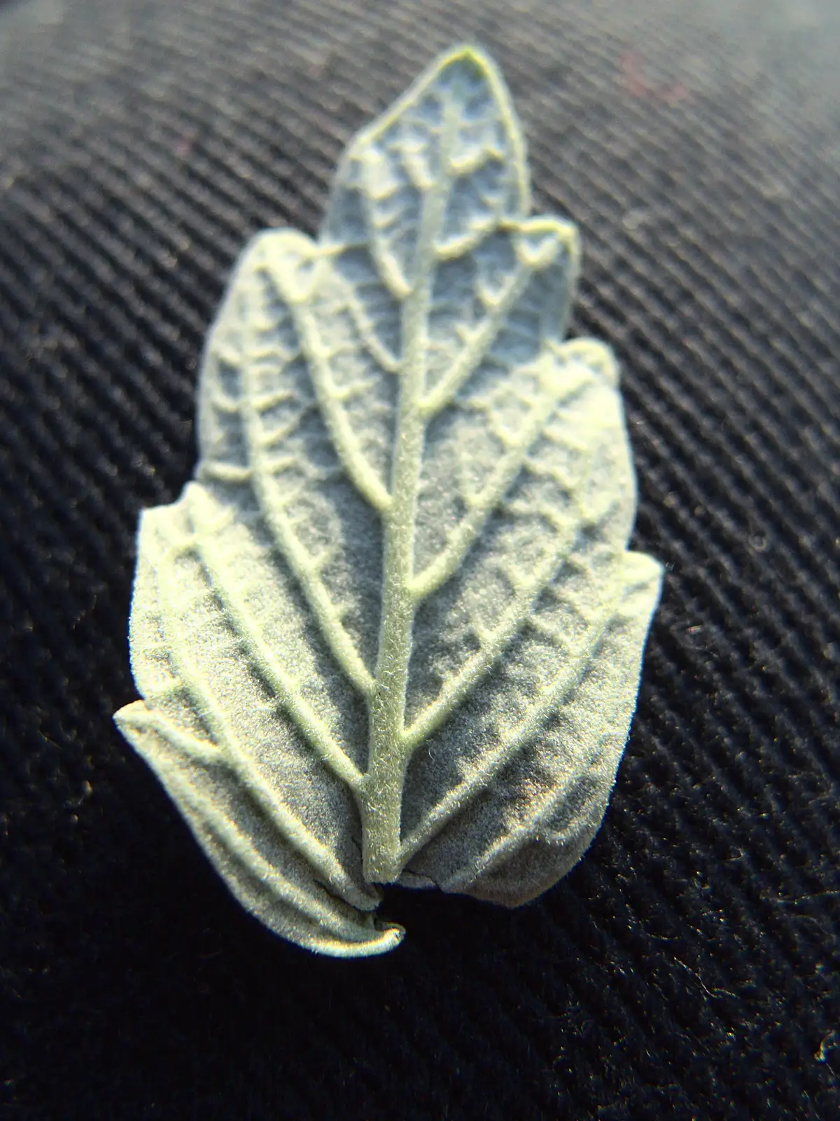 A silvery leaf, from An October Miscellany, Suffolk - 8th October 2016