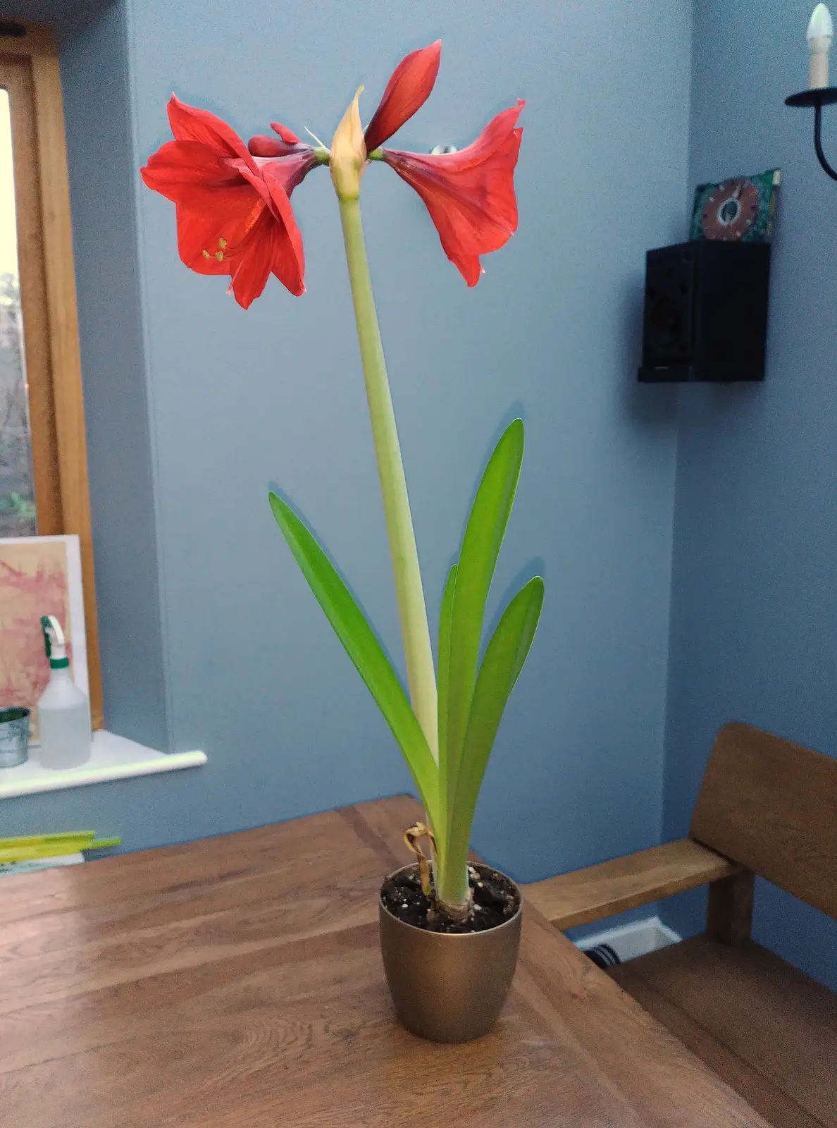 Isobel's flower is in full bloom, from Tractor Rides and Pub Cellars, Brome, Suffolk - 29th October 2016